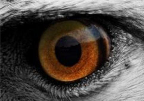 旧爱|心理测试：哪只眼是万兽之王老虎眼？测你今生能否出人头地成为人上人！