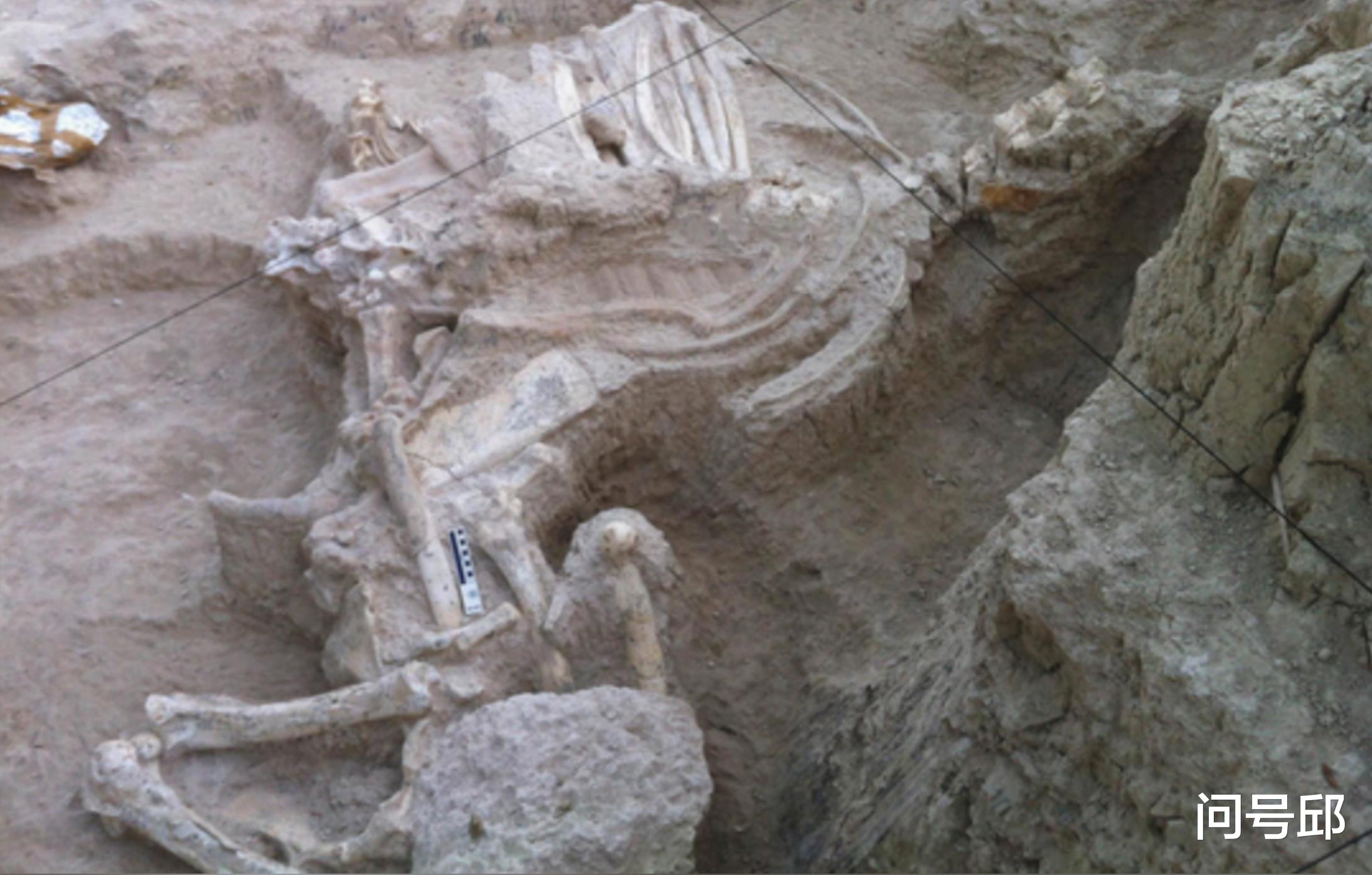 遗骸 西班牙遗址新发现：900万年前的水坑中存在剑齿虎、霸王龙等遗骸