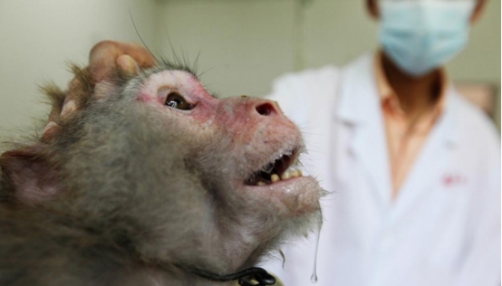 月球 恒河猴10万一只仍一猴难求，连美国都被卡脖子，它究竟有何特别？