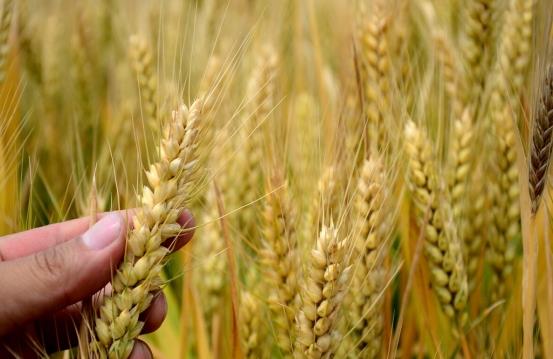 小超侃事|粮食补贴落地,今年每亩地补贴将调成这个数,涉及家家户户