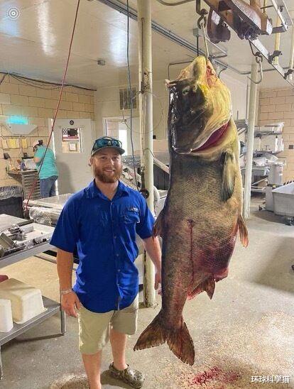 114斤！美國漁民捕獲巨型鳙魚，嘴能裝19升水桶，在中國難長大？-圖2