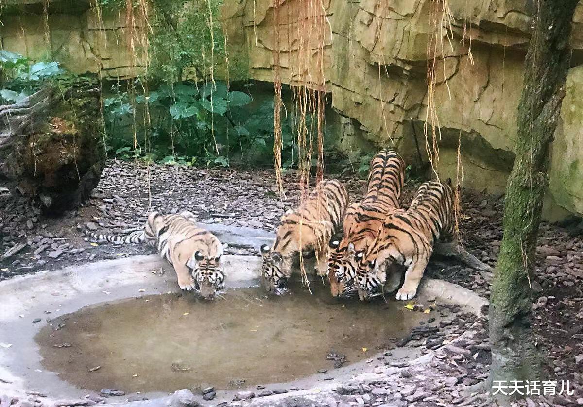 天天话育儿|暑假去哪里玩儿？动物园是个好去处，一定要告诉孩子原则性问题