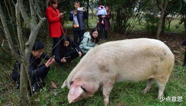 少点意思 樊建川谈“猪坚强”，已进入弥留之际，希望大家不要再来打扰它了