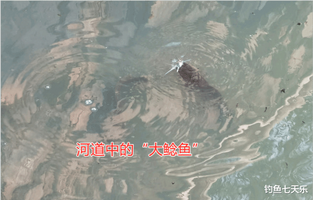 暴雨|广州一河道内半米长的鲶鱼“大爆发”，钓鱼人犯愁：外来入侵鱼种
