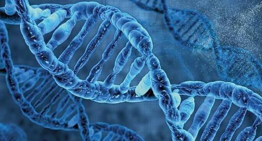 科学家|英国造出155个“人兽杂交胚胎”，究竟是创新还是人类毁灭前奏？