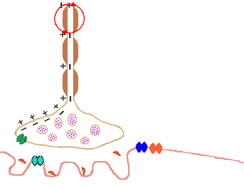  初中生物：中学生物精美动图GIF，边看边学！