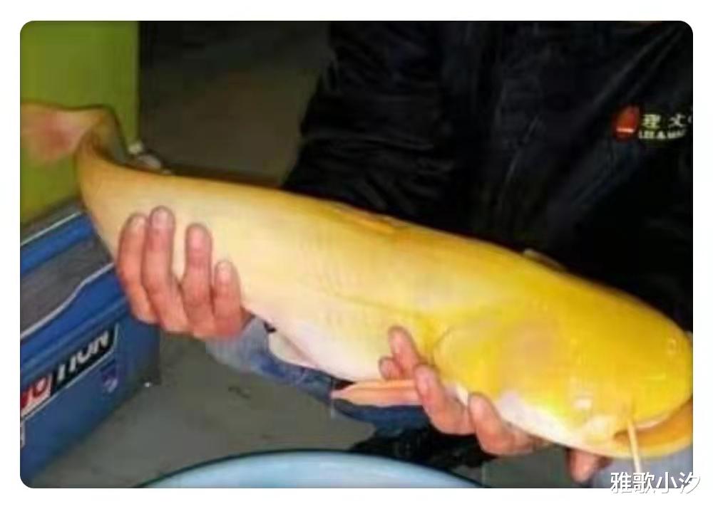 德国男子钓到119cm“黄金大鲶鱼”，引网友惊呼