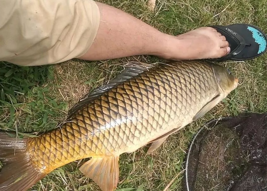 李大毛|化绍新李大毛的这一做法，遭到许多钓友嘲笑，大师错了吗？