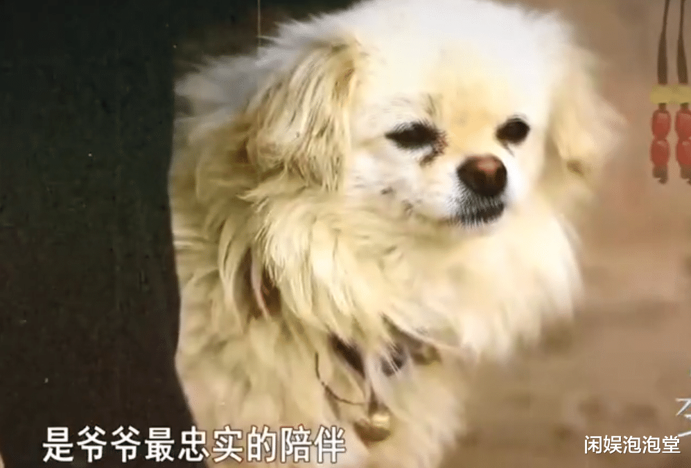 变形计|最成功“变形计”，王晨正为农村爷爷千里奔丧，街溜子变栋梁之才