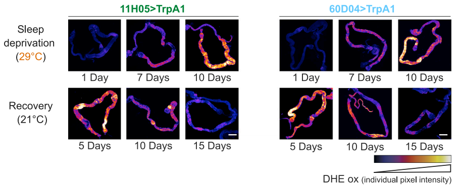 睡眠|Cell：熬夜致死，原因不在大脑，而在肠道中活性氧的积累