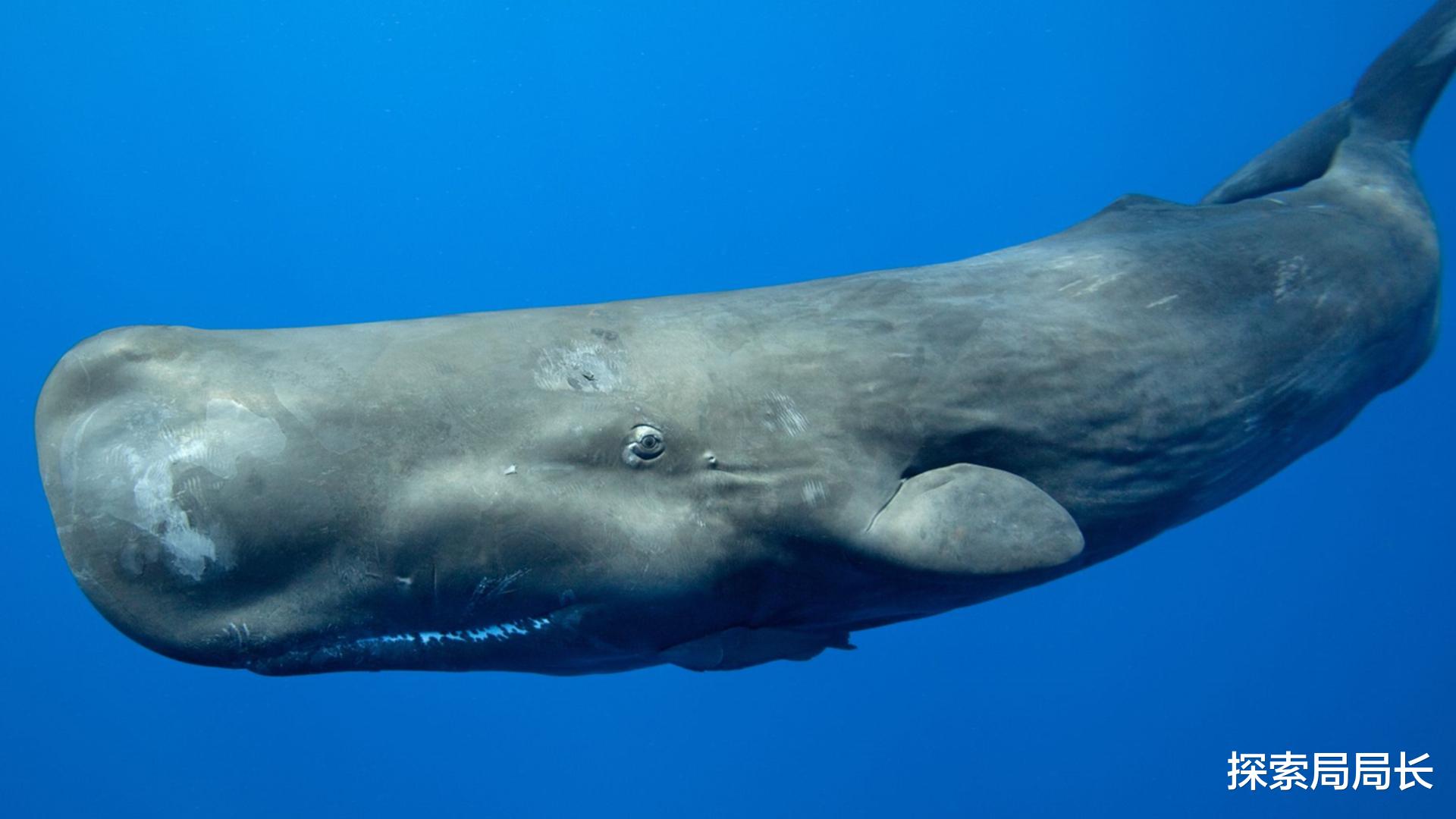 鲸鱼 盘点地球上最大的10种鲸鱼，座头鲸仅排第7，蓝鲸一天要吃4吨