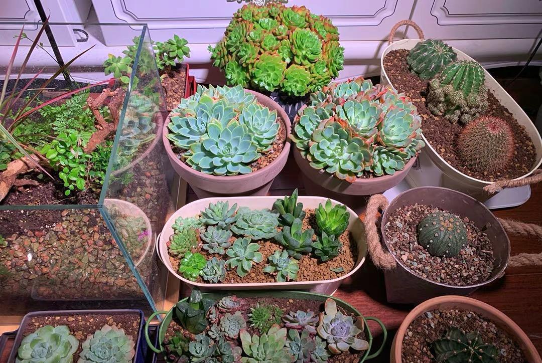 说说家装那点事儿|补光灯有哪些作用？补光灯使用攻略，正确应用，多肉更健康