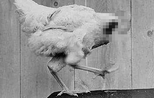 鳄鱼 4件最不可能却真实存在的事,无头的鸡、半张嘴的鳄鱼!