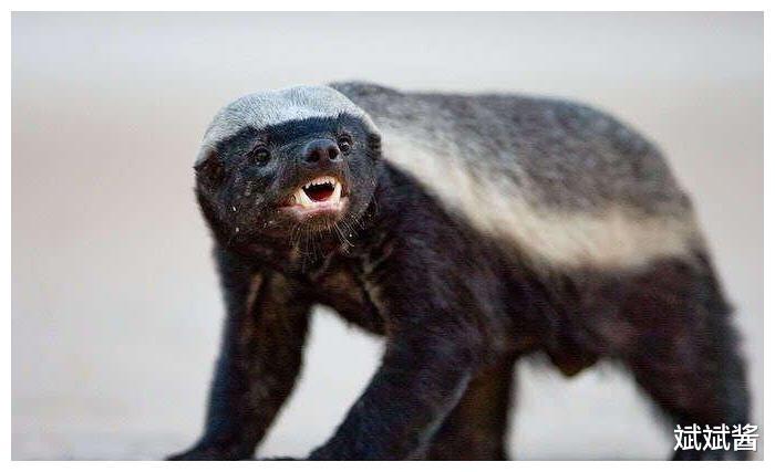 斌斌酱|大连蛇岛是怎样存在的？据说上面有两万条蛇，如果放两只蜜獾上去，能将蛇吃完吗？