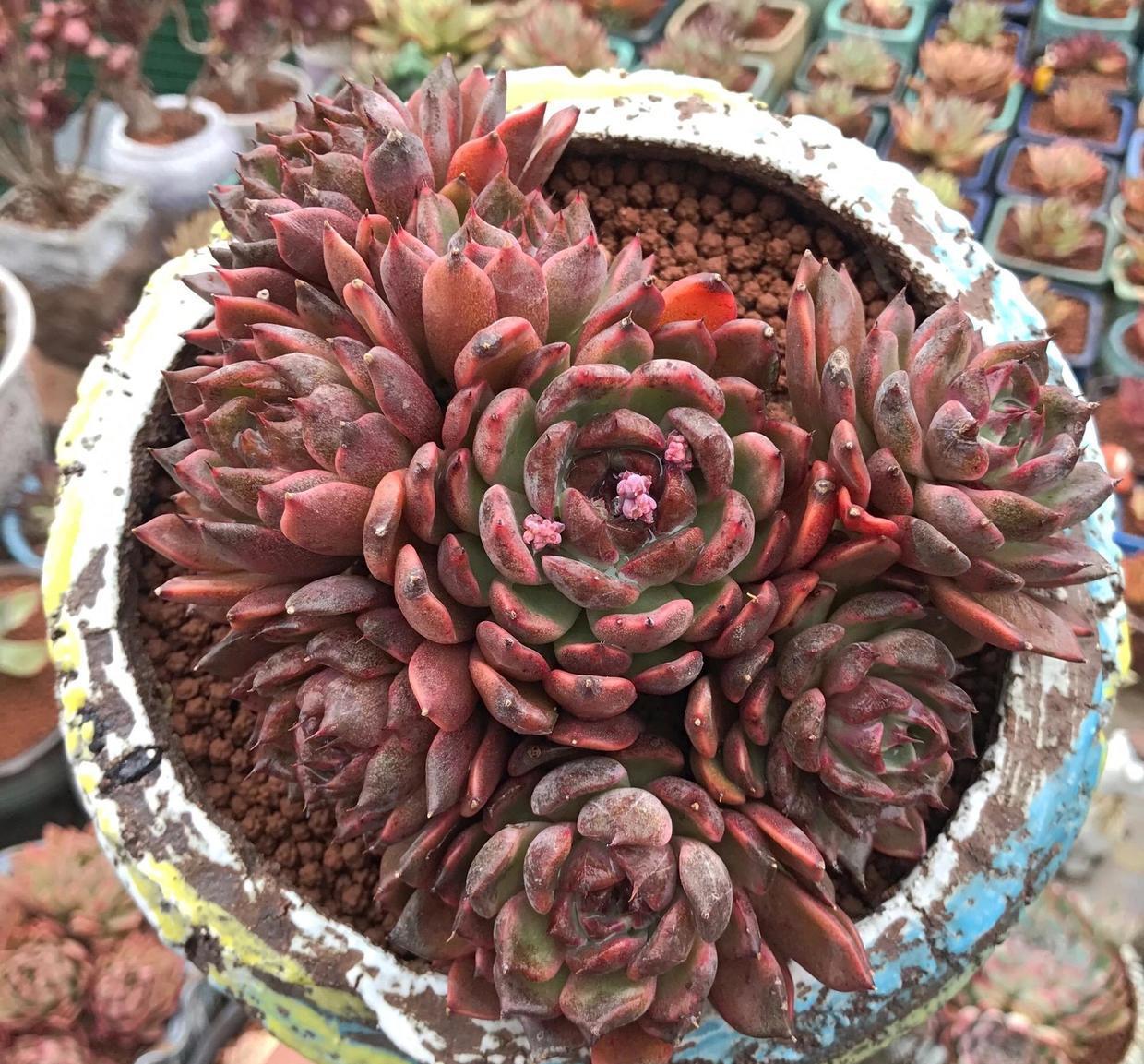 说说家装那点事儿|不要再买成品营养土，不划算，不好用，全都是椰糠，很差劲