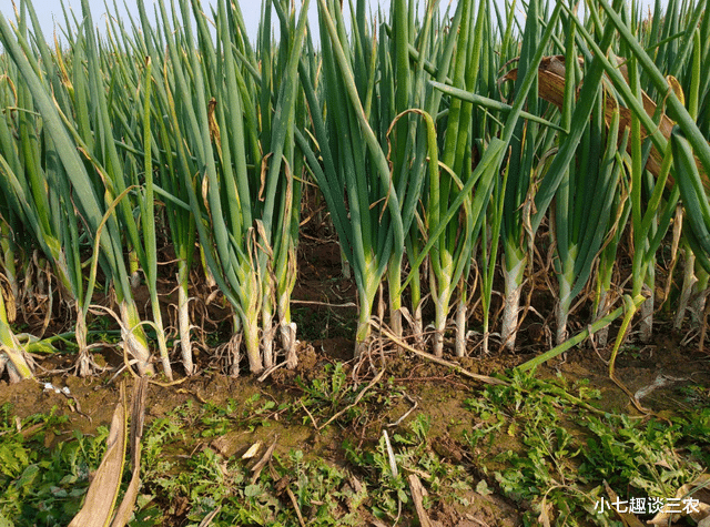 小七趣谈三农 1月29日：“火箭葱”又要来了？年前大葱能否降价？最新消息来了