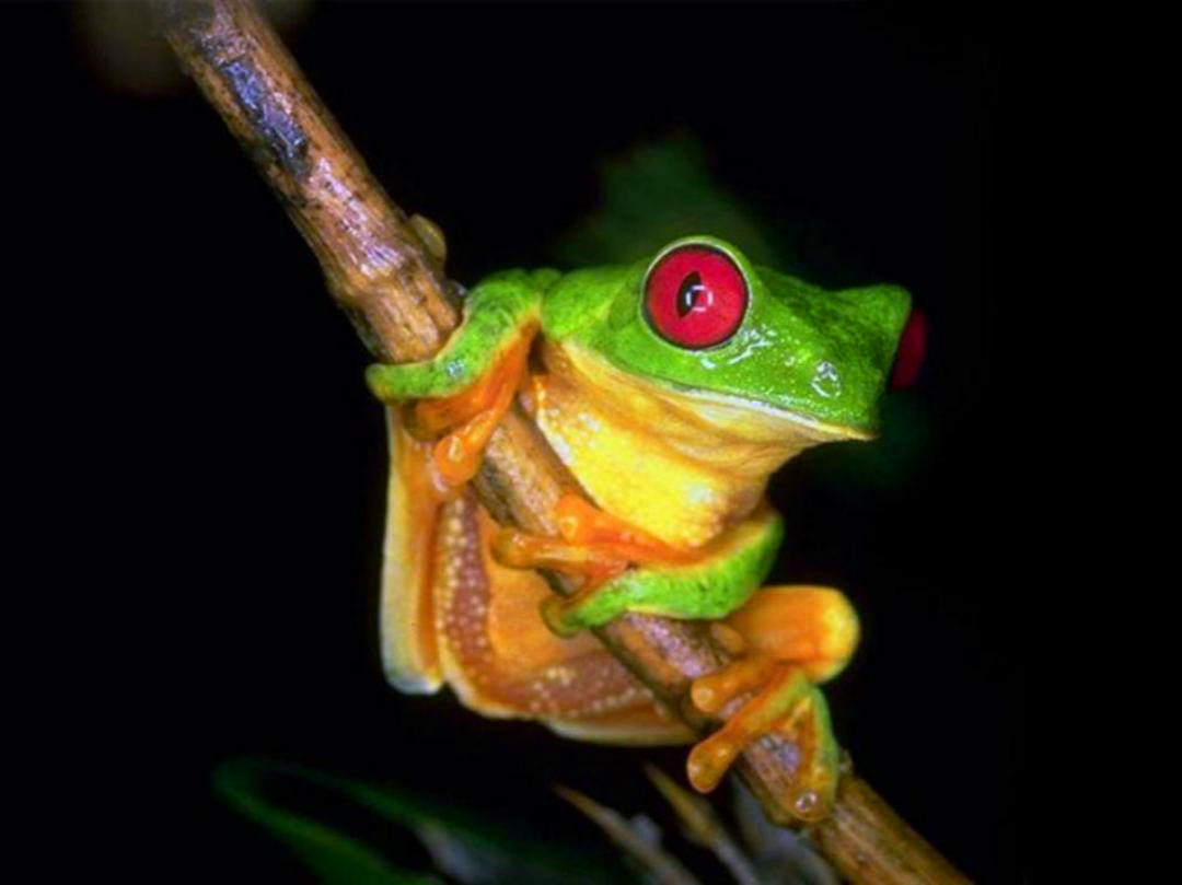 月球 箭毒蛙有多可怕？自身不生产毒素，身上致命剧毒全是吃出来的