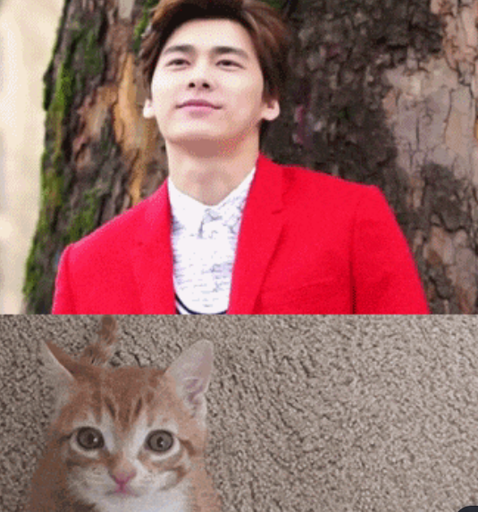王俊凯|当明星们与动物撞脸，猫系的李易峰又萌又无辜，最后2个是怎么回事？