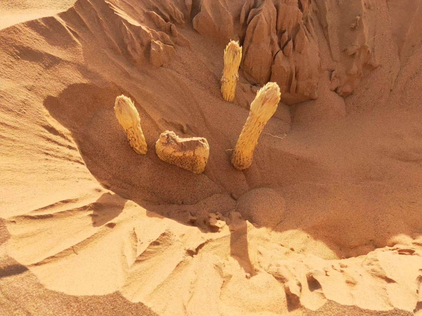 吕中医说 这味中药，李时珍称“男人宝”女人又爱又恨