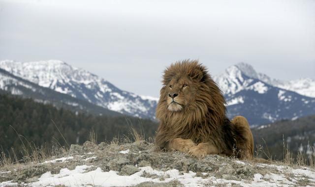 狮子和老虎谁更强大？99年前的1922年，最强的狮王不幸灭绝了
