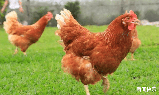 属鸡|农历几月出生的属鸡人，在下半年大红大紫，脱贫致富，职场再创辉煌