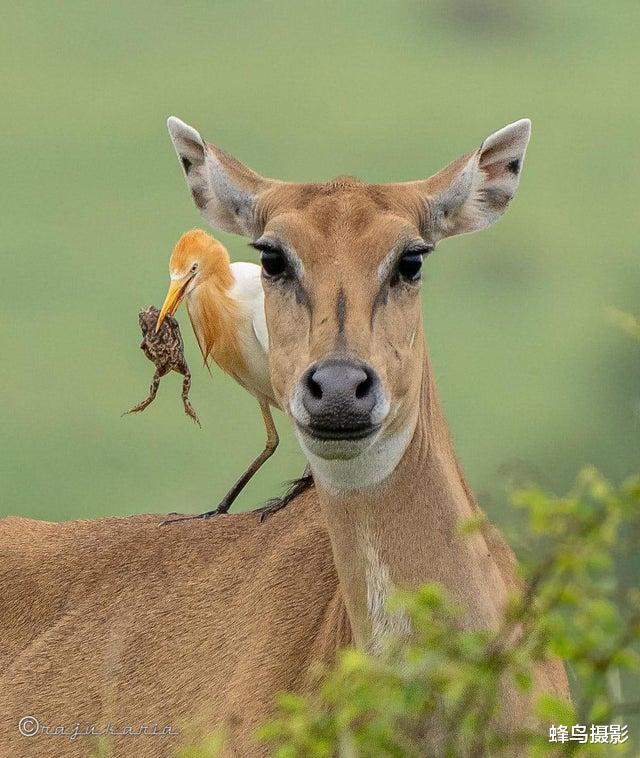 科学家 35张活久未见的照片，两只袋鼠打架太像人，一只勒住另一只大脖子