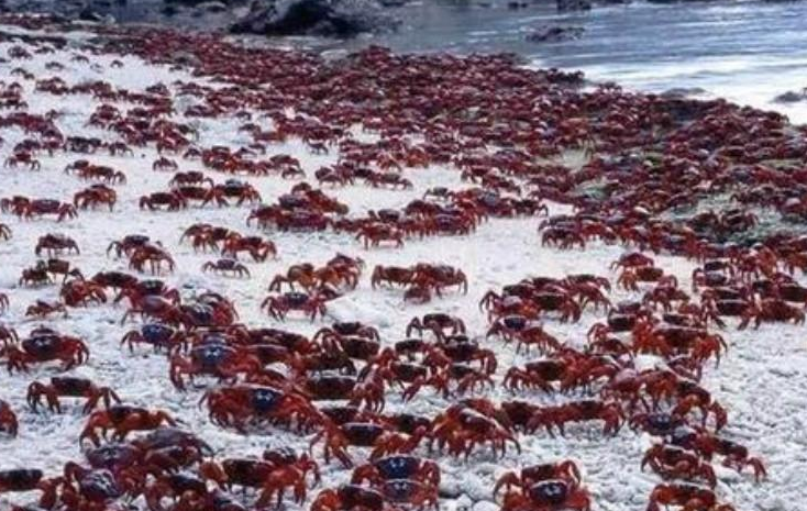 恒星 风滚草入侵全球，在美国又堵路又淹没小镇，为什么在我国没事？