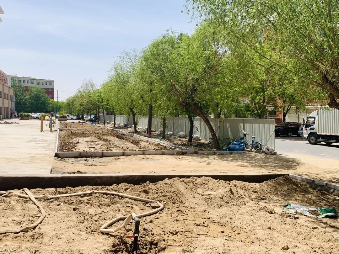 巴彦淖尔直通车 打卡！临河这里将新添一处百合花海