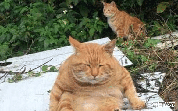 每日益宠 网友抱回瘦小橘猫，黑猫细心照顾，半年后逆袭成胖橘！
