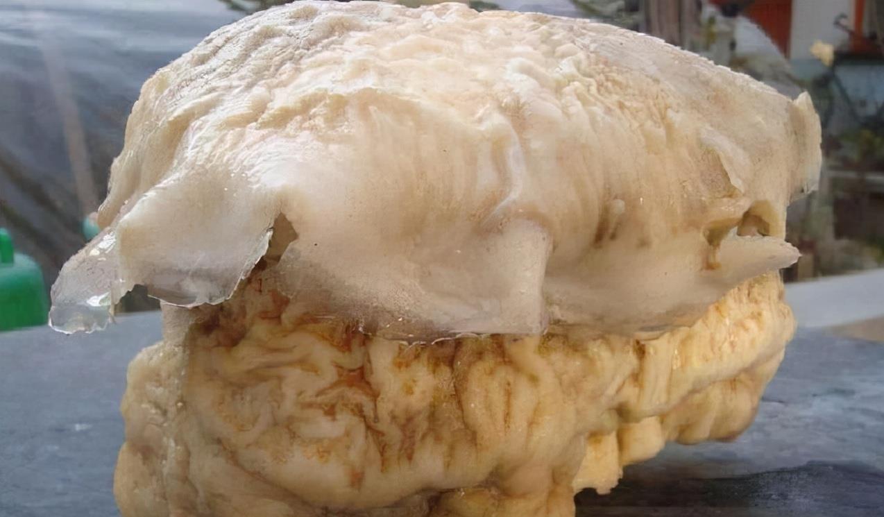 科学家 有哪些生物是违背生命规律的?跳出三界之外,你听说过“太岁”吗