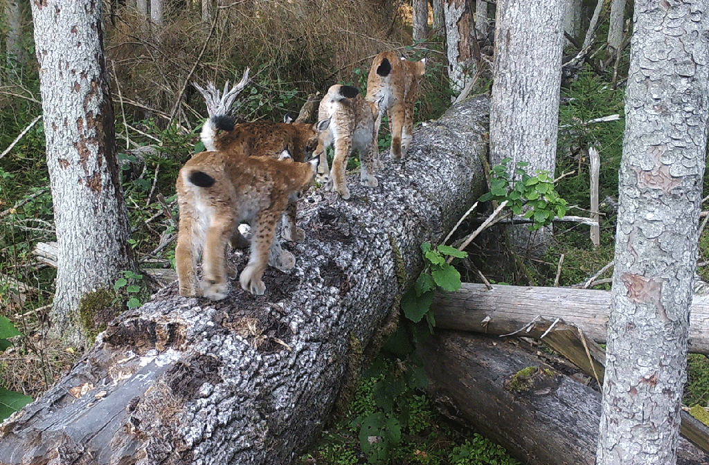 猞猁 现实中的百兽混战！猞猁杀狼，狼群捕熊，貉亲手埋葬狗獾