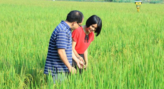 新湖南XHN 带领群众脱贫致富的“领头凤”?——省五一劳动奖章获得者蒋珍凤的故事