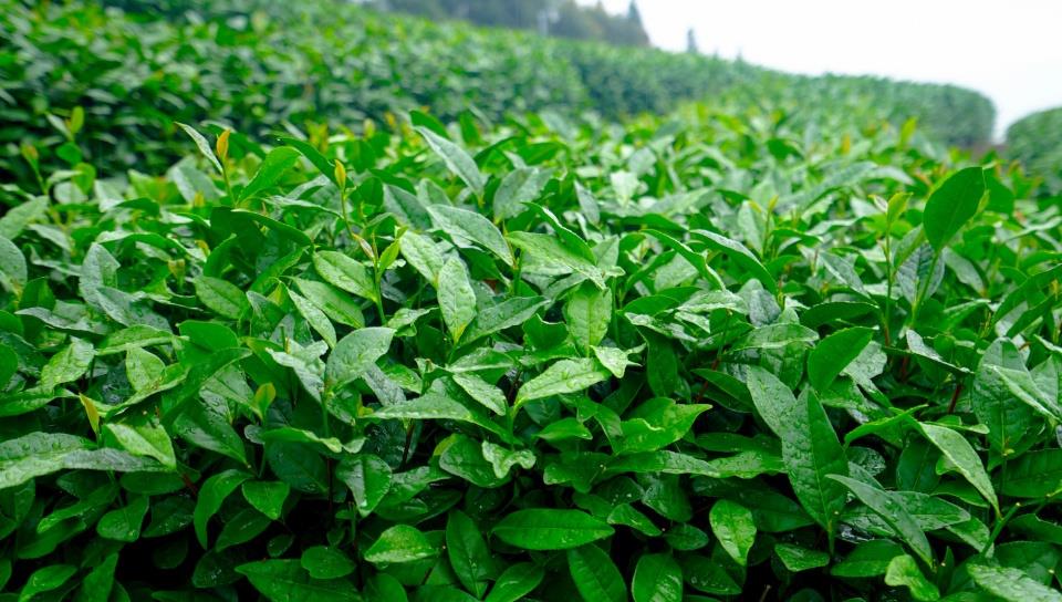 奶球妈咪聊|走进我国三大产茶大省,品极品茗茶,感受源远流长的茶文化