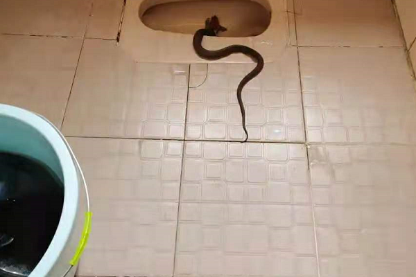 眼镜王蛇 我国眼镜蛇是什么蛇?能与眼镜王蛇抗衡?看看它真正的实力