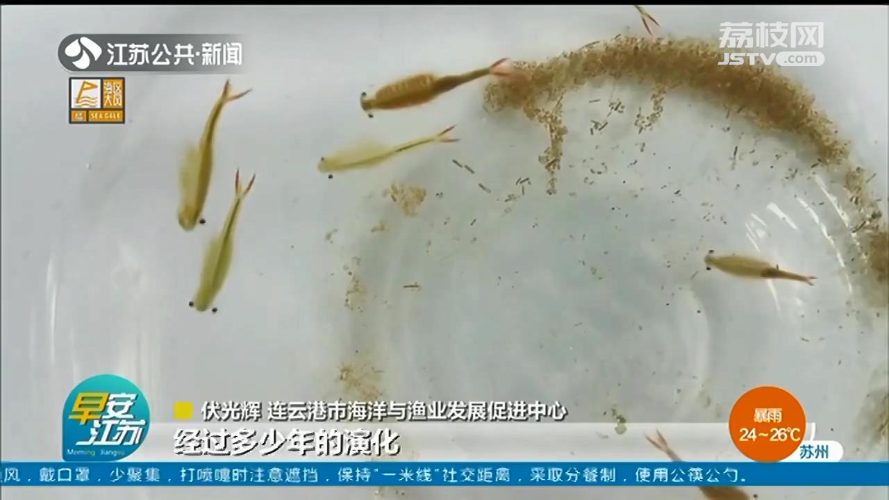 仙女虾 两亿多岁“仙女虾”现身！与恐龙同时代