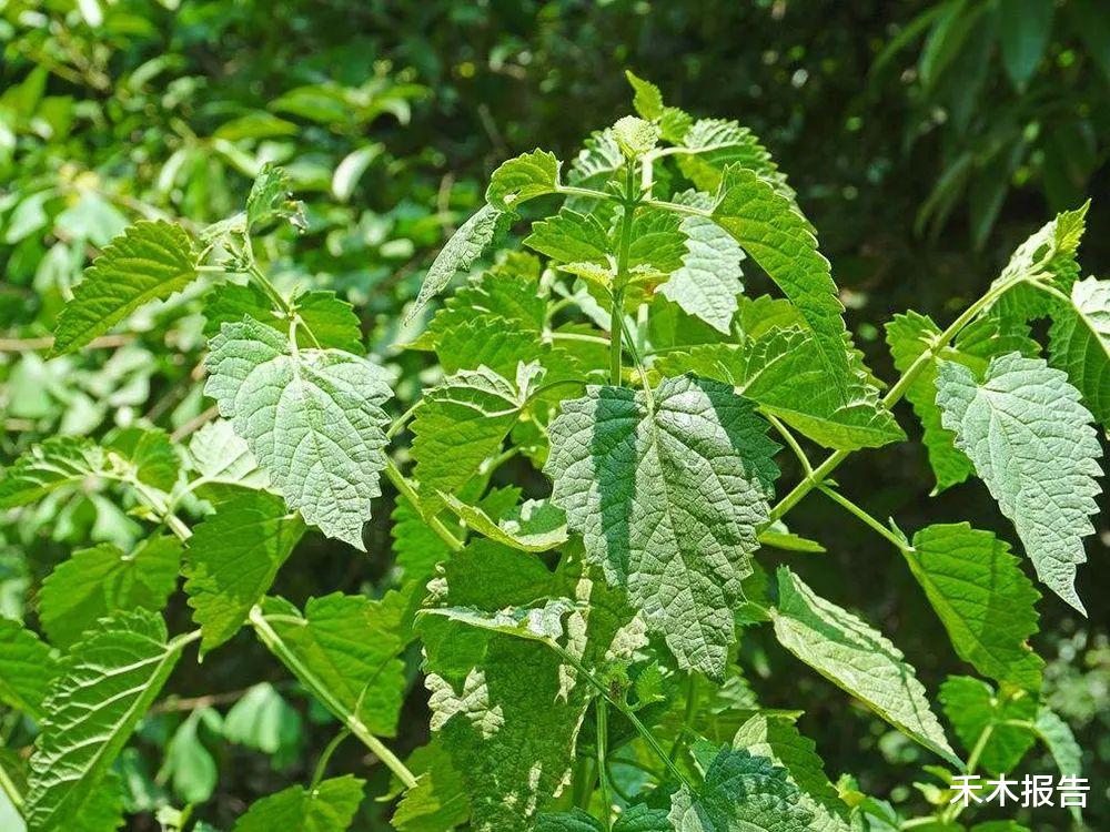 痛风|农村这种野草比香水还香，含一片叶子能除口臭，还是极品高钙菜