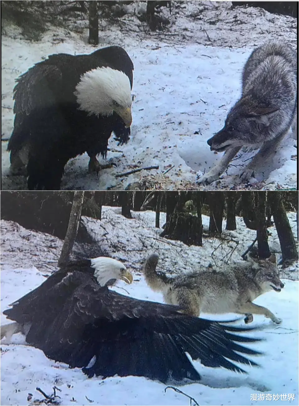 漫游奇妙世界|不比不知道，一只蝌蚪居然能长这么大