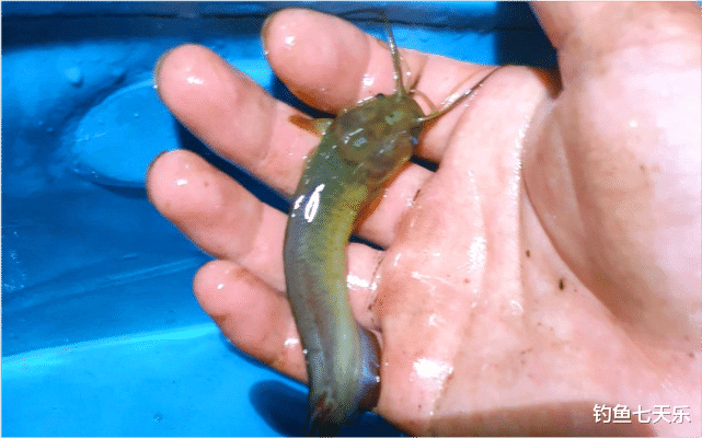 |广西钓鱼人稻田钓获八须“怪鱼”，肉质橙黄味道鲜美，钓友：用鸡肝钓了不少