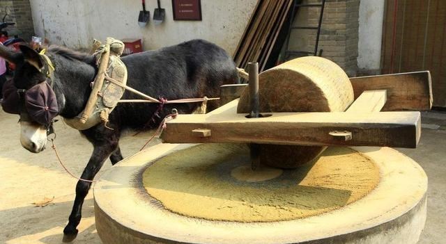  毛驴“拉磨”为啥要蒙上眼睛？拉磨为什么一般用驴，而不用牛或马