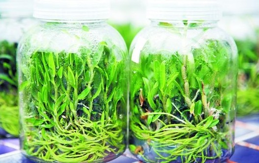 科学家 为了拯救珍稀濒危中药,科学家频出奇招,研究出这些高科技!