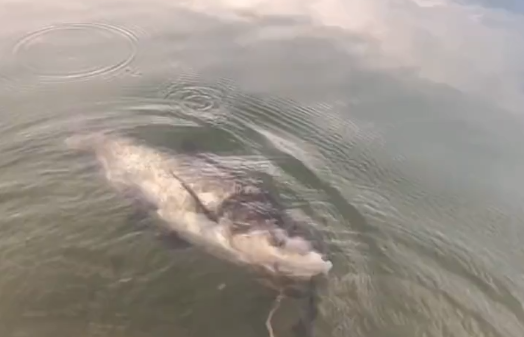 长沙|佛山男子看人钓鱼，被鱼钩刺中眼球，网友：钓鱼有风险下竿需谨慎