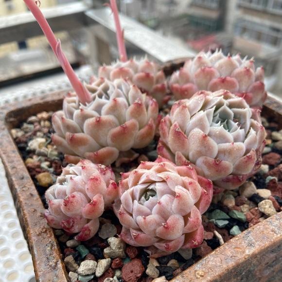 说说家装那点事儿|你可知道，淋雨有助于多肉发根！家养多肉，经常淋淋雨是好事