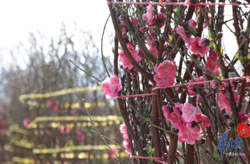 羊城派 来荔湾海北看十里桃花!多个赏花、购花打卡点公布