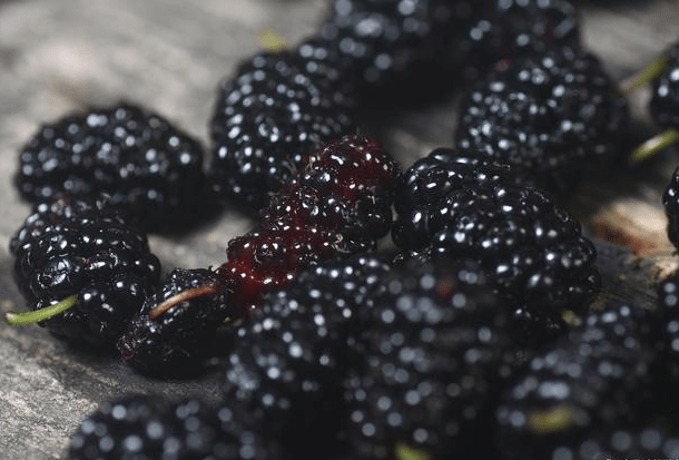 挚爱宝宝一生|桑葚酒好处都有哪些？就桑葚而言，揭秘一些你不知道的事！