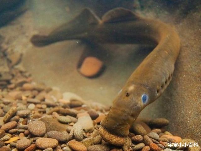 二氧化碳 七鳃鳗，被人称作“吸血鬼魔鬼鱼”它也是最像鱼类的动物！