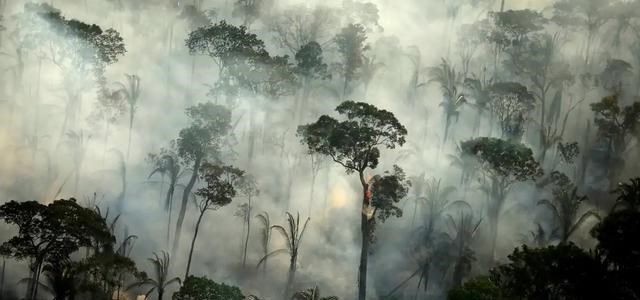 巴西 中国提倡栽树，数量与巴西砍树相抵，是否能取代地球之肺？