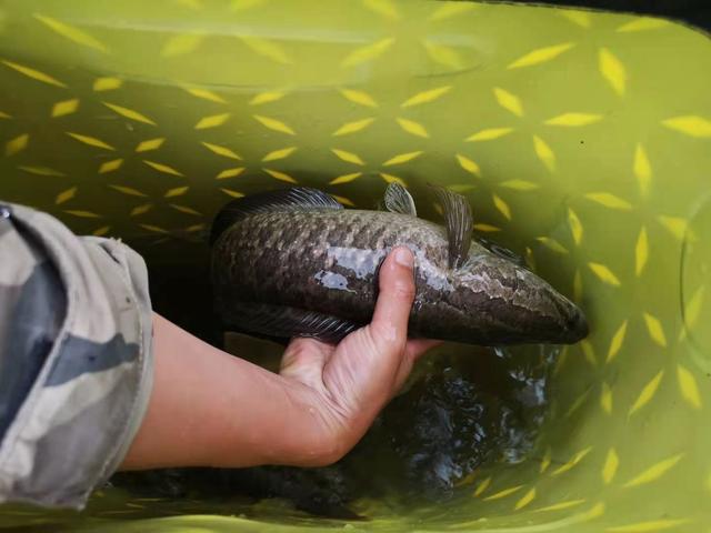 黑鱼|经典钓位之下风口浪渣区，攻略详解，容易爆护错过可惜