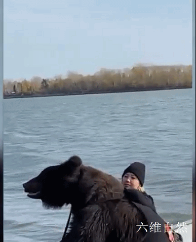 六维自然|俄罗斯一女子收养一头棕熊，将其变为宠物，带着它一起活动