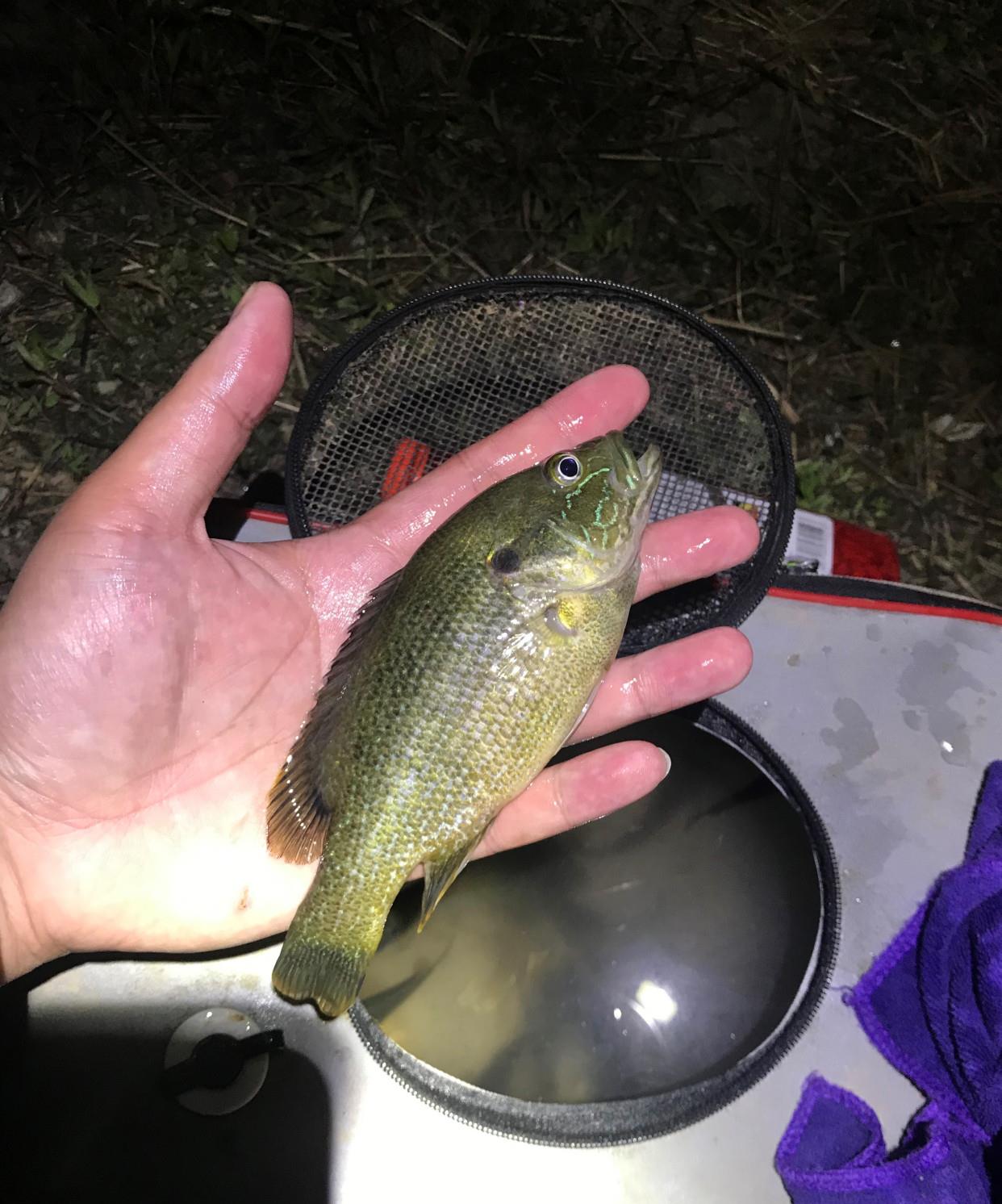 |台州一小河太阳鱼泛滥，凶猛贪吃，钓鱼人：丢块石头都追着咬