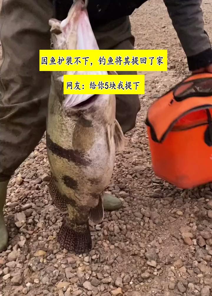 岳阳|罕见！岳阳钓友洞庭湖钓起“米级老鳜鱼”，网友：这得活了几十年